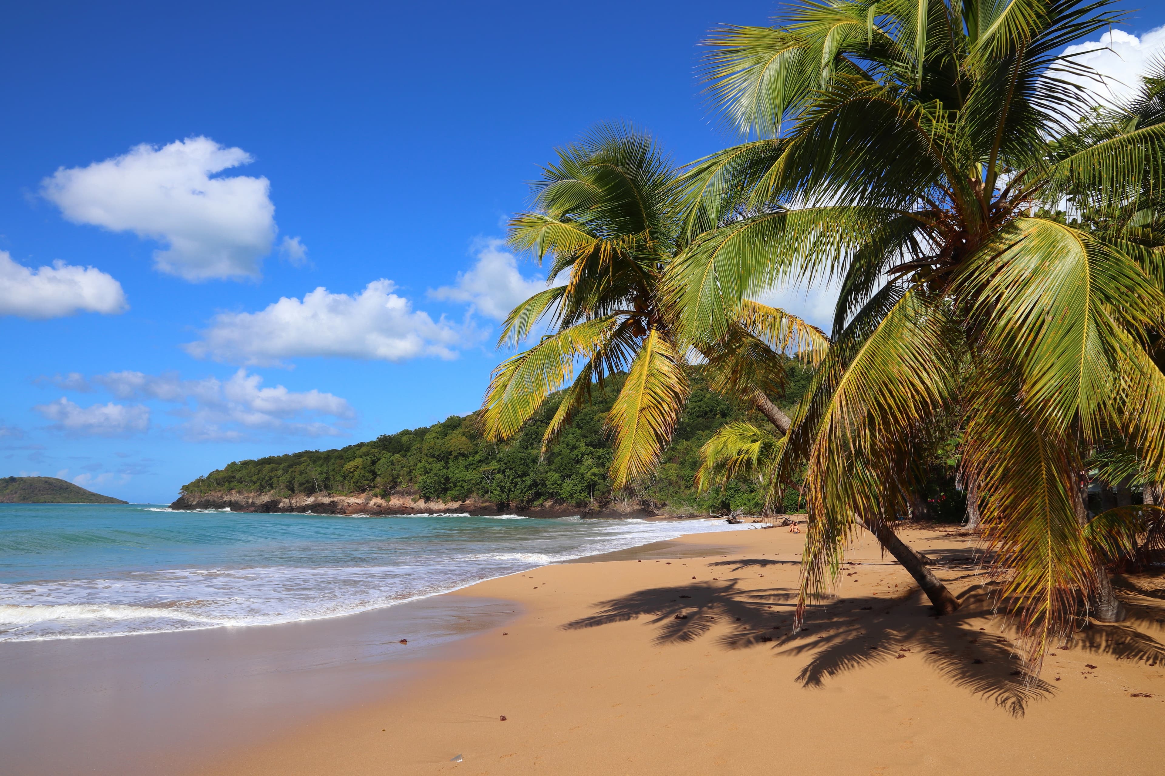 Plage et cocotiers aux Antilles (visuel d'ambiance)